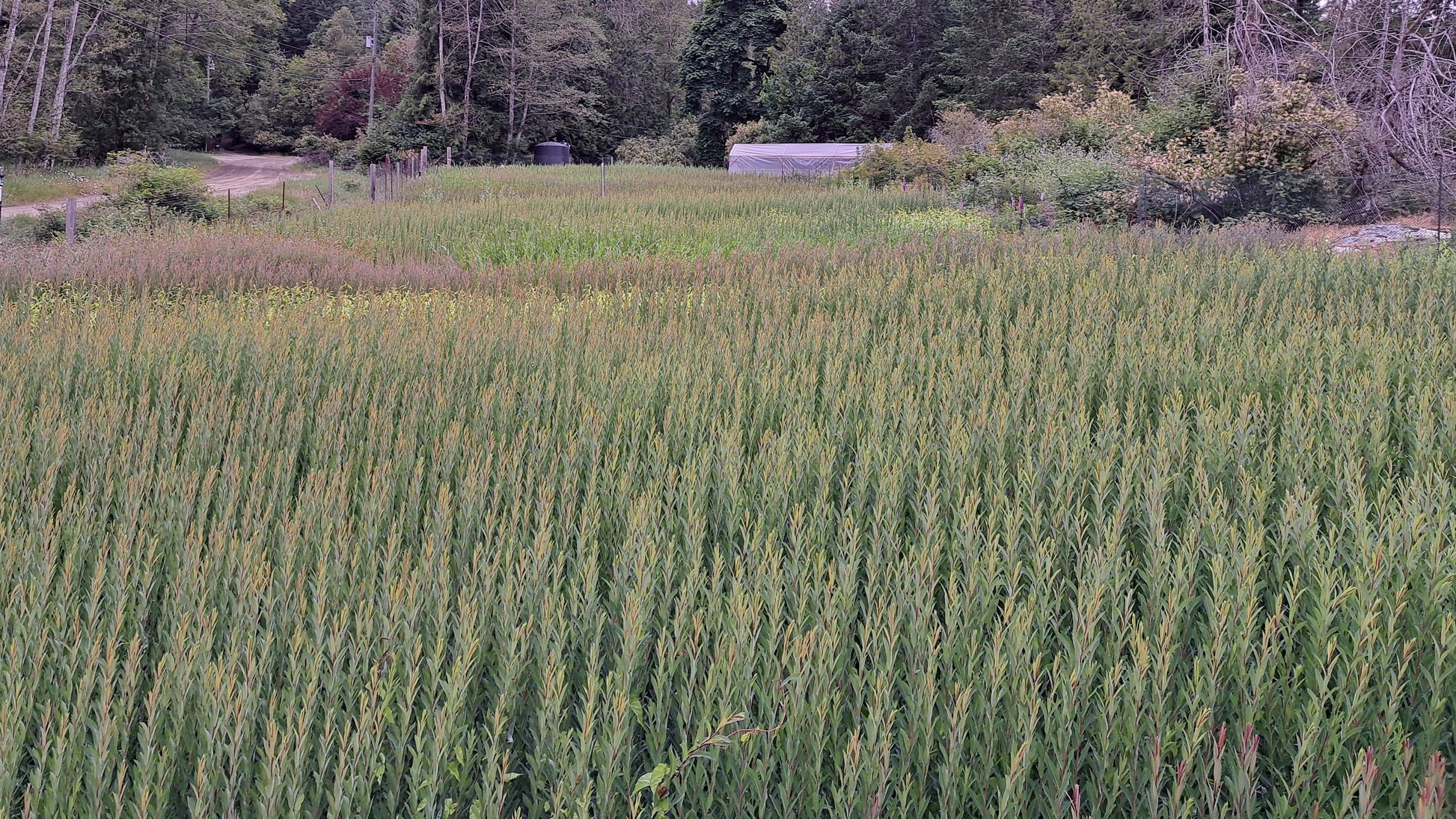 Purpurea Packing Twine, 10 Dormant Willow Cuttings Weaving Willow Farm
